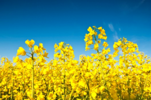 Food and Feed Safety of NS-B5&Oslash;&Oslash;27-4 Omega-3 Canola (Brassica napus): A New Source of Long-Chain Omega-3 Fatty Acids