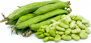 Development and application of the Faba_bean_130K targeted next-generation sequencing SNP genotyping platform based on transcriptome sequencing