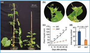 Deletion of a cyclin-dependent protein kinase inhibitor, CsSMR1, leads to dwarf and determinate growth in cucumber (Cucumis sativus L.)