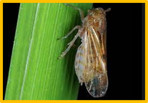 Cytokinin Confers Brown Planthopper Resistance by Elevating Jasmonic Acid Pathway in Rice