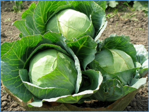Genetic dissection of morphological variation in rosette leaves and leafy heads in cabbage (Brassica oleracea var. capitata)