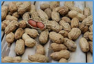 Understanding variation in oleic acid content of high-oleic virginia-type peanut