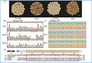 Breeding of Rc Function Restoration Red Rice via CRISPR/Cas9 Mediated Genome Editing