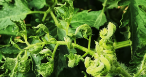 CAS9 Mediated In-Planta Defence Strategy Against Tomato Leaf Curl New Delhi Virus (ToLCNDV) in Tomato