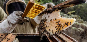 FAO in Review: Transforming agrifood systems in the face of the climate crisis