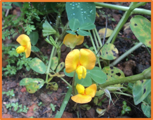 Genome-wide characterization of the PP2C gene family in peanut ( Arachis hypogaea L.) and the identification of candidate genes involved in salinity-stress response