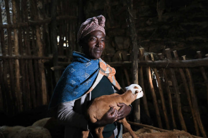 Using digital technology to integrate gender into genetics in small ruminant and dairy systems
