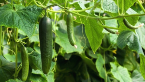 An LTR retrotransposon insertion inside CsERECTA for an LRR receptor-like serine/threonine-protein kinase results in compact (cp) plant architecture in cucumber