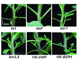 HY5 functions as a systemic signal by integrating BRC1-dependent hormone signaling in tomato bud outgrowth