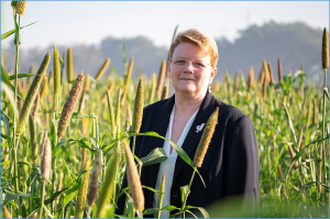 Millet: Drylands staple at the centre of food security
