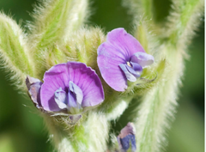 Recombination hotspots in soybean [Glycine max (L.) Merr.] 