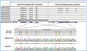Homoeologous non-reciprocal translocation explains a major QTL for seed lignin content in oilseed rape (Brassica napus L.)