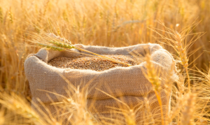 CRISPR-Based Editing of Wheat to Reduce Immunoreactivity