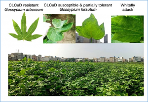 Cotton Microbes Protect Crops from Devastating Virus