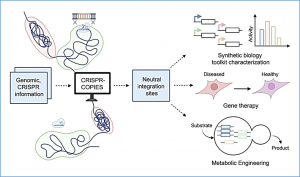 CRISPR-COPIES Accelerates and Optimizes Genome Editing