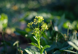 CRISPR Produces Camelina with Higher Oil Content