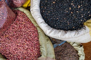 Launch of a new Global Partnership for the Vision for Adapted Crops and Soils initiative