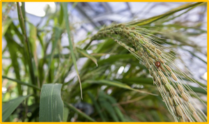 An artificially evolved gene for herbicide-resistant rice breeding