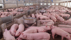 Experts Use CRISPR to Fight African Swine Fever Virus