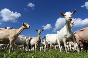 Gene-edited Dairy Goats Exhibit Enhanced Resistance to Mastitis