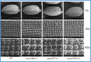 An efficient CRISPR-Cas12a-mediated MicroRNA knockout strategy in plants