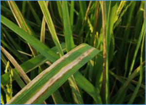 Alternative polyadenylation profiles of susceptible and resistant rice (Oryza sativa L.) in response to bacterial leaf blight using RNA-seq