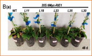 The RING-type E3 ligase RIE1 sustains leaf longevity by specifically targeting AtACS7 to fine-tune ethylene production in Arabidopsis