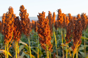 Australian OGTR Invites Public Comments for Field Trial of GM Sorghum