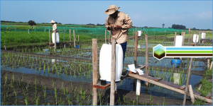 Reducing methane emissions by developing low-fumarate high-ethanol eco-friendly rice