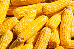 Mexico Cancels GM Corn Restrictions, Follows USMCA Ruling
