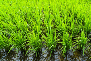 Scientists Pinpoint a Rice Gene that Confers Broad-spectrum Herbicide Resistance