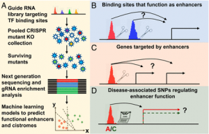 Shining light on dark matter in the genome