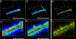 Rhizosphere microbiome mediates systemic root metabolite exudation by root-to-root signaling