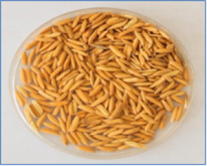 CRISPR-Cas9 Used to Develop Marker-free Carotenoid-enriched Rice
