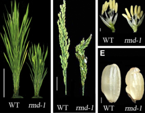Double Knockout of OsWRKY36 and OsWRKY102 Boosts Rice Lignification
