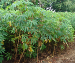 Genome-wide analyses of cassava Pathogenesis-related (PR) gene families reveal core transcriptome responses to whitefly infestation, salicylic acid and jasmonic acid.