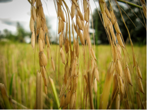 Assessment of the life cycle of genetically modified and non-genetically modified rice cultivars
