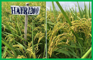 Development new rice varieties in the coastlines of Mekong Delta, Vietnam.