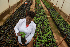 Transforming African food systems for a resilient future