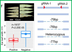 CUBIC: an atlas of genetic architecture promises directed maize improvement