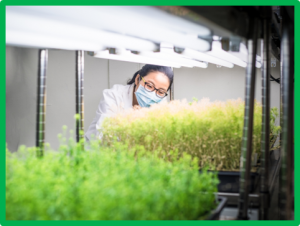 Transgenic Tomatoes for Abiotic Stress Tolerance and Fruit Traits: A Review of Progress and a Preview of Potential