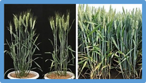 Identification and validation of genetic loci for tiller angle in bread wheat