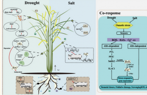 Candidate Genes and Pathways in Rice Co-Responding to Drought and Salt Identified by gcHap Network. 
