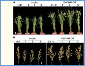 OsQHB Improves Salt Tolerance by Scavenging Reactive Oxygen Species in Rice