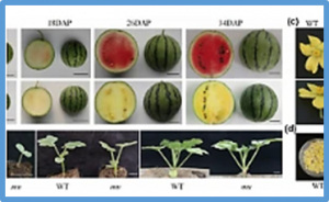 ClZISO mutation leads to photosensitive flesh in watermelon