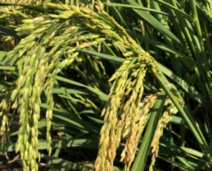Genomic Breeding of Green Super Rice Varieties and Their Deployment in Asia and Africa