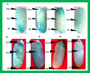 Genotypic Variation in Spatial Distribution of Fe in Rice Grains in Relation to Phytic Acid Content and Ferritin Gene Expression