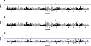 Genome-wide association of rice response to blast fungus identifies loci for robust resistance under high nitrogen