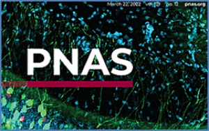 A fungal effector suppresses the nuclear export of AGO1&ndash;miRNA complex to promote infection in plants