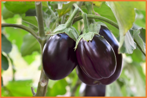Fine mapping and characterization of the dominant gene SmFTSH10 conferring non-photosensitivity in eggplant (Solanum melongena L.)